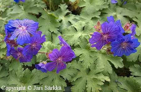 Geranium 'Sabani Blue', jalokurjenpolvi